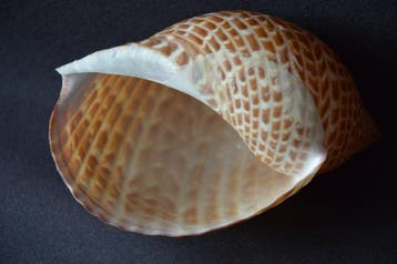 Zeeslak Zeeschelp - S-369 TONNA PERDIX (Zonder minimumprijs), Nieuw