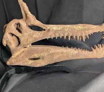 Fossiele schedel - Spinosaurus mirabilis - Museum-Grade