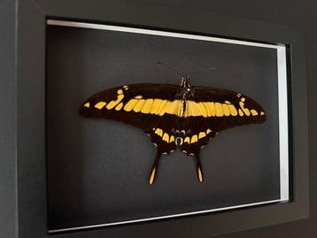 Vlinder Taxidermie volledige montage - Papilio Thoas - La, Antiek en Kunst
