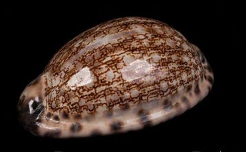 Gastropode Zeeschelp - XL RARE SIZE — “Arabian Mosaic”