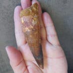 Dinosaurus - Fossiele tand - Spinosaurus aegyptiacus - 108, Verzamelen