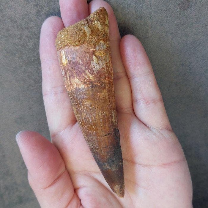 Dinosaurus - Fossiele tand - Spinosaurus aegyptiacus - 108, Verzamelen, Mineralen en Fossielen