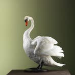 Knobbelzwaan Taxidermie Opgezette Dieren By Max, Ophalen of Verzenden, Nieuw, Vogel, Opgezet dier