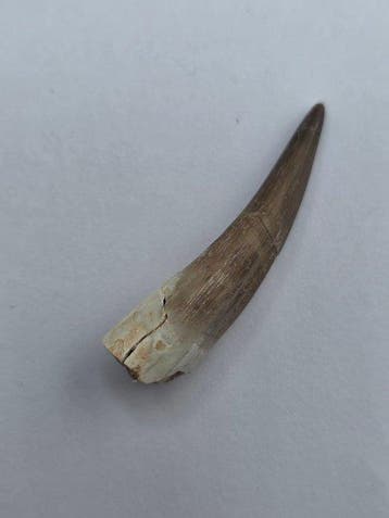 Plesiosaurus - Fossiele tand - Fossil Tooth of Plesiosaur -, Collections