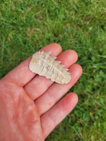 Requin - Dent fossile - Notidanidon Loozi - 4.5 cm (Sans