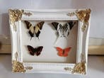 Papillon Support mural pour taxidermie - Eurytides