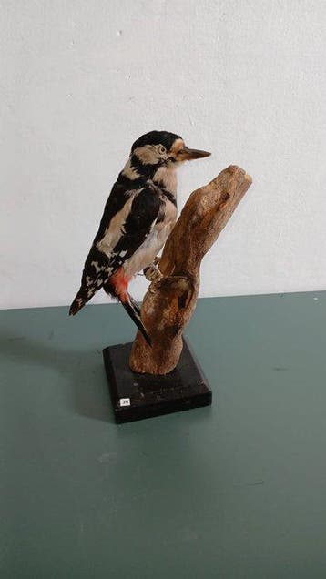 Grote bonte specht Taxidermie volledige montage -, Nieuw