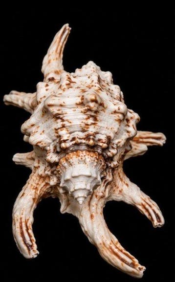 Gastropode Zeeschelp - MUREX RAMOSUS (Linnaeus, 1758) —