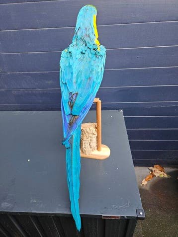 Hele mooie nieuw opgezette blauw / Gele ara met lange, Verzamelen, Nieuw