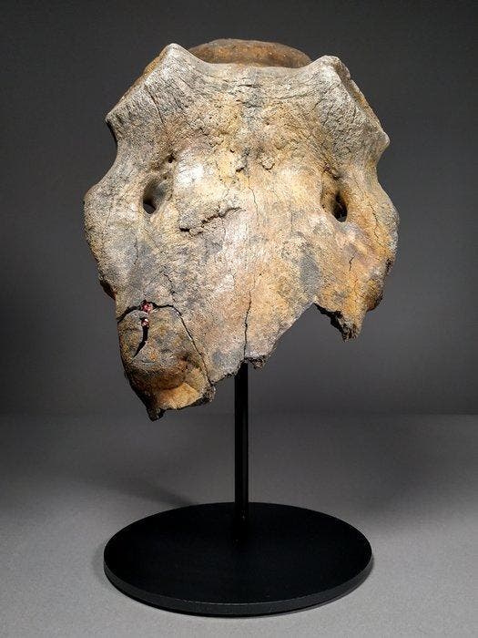 Megalocero schedelonderdeel - Fossiel bot - Megaloceros, Verzamelen, Mineralen en Fossielen