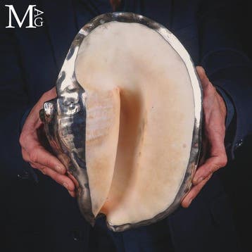 Coquille naturelle géante - plaqué argent Lobatus Goliath –