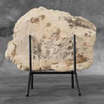 Magnifique tranche de bois pétrifié sur un socle