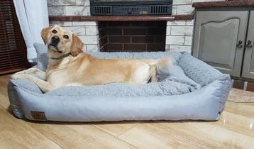 Hondenmand XXL Waterdicht | Tweede kansje | OP = OP, Animaux & Accessoires, Paniers pour chiens, Verzenden