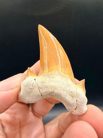 Requin - Dent fossile - Otodus obliquus - 6 cm (Sans prix de