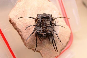 Zeldzame Dicranurus-trilobiet - Fossiele matrix