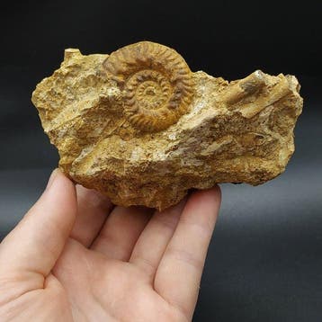 Ammoniet - Gefossiliseerd dier - Hecticoceras sp. (Zonder