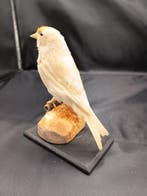 hybride met albino putter Taxidermie replica montage -