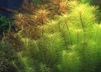 Dennerle Pogostemon Decanensis in vitro, Dieren en Toebehoren, Verzenden, Nieuw