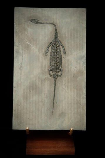 Reptile marin - Animal fossilisé - Keichousaurus sp. (BIG) -
