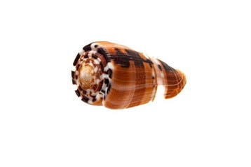 Conus (Pionoconus) barthelemyi - GIANT Donkere Vorm -, Verzamelen, Nieuw