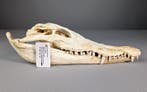 Siamese krokodil Schedel - Crocodylus siamensis (ONLY EU, Nieuw