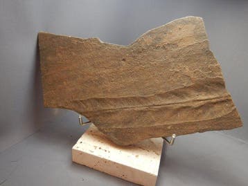 Dalle de Cruziana (trace de trilobite) - Carapace fossilisée