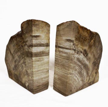 Versteend hout - Gefossiliseerd hout - Dipterocarpus - 32 cm