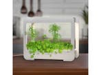 Veiling - LED Plantenkweekbox met Timer - 4000K Groeilicht -