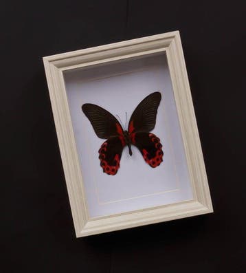 Vlinder Taxidermie volledige montage - Papilio rumanzovia -, Verzamelen