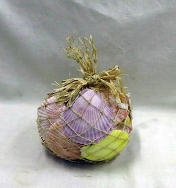 Pecten chlamys nobilis jacobsschelp gekleurde schelpen 750