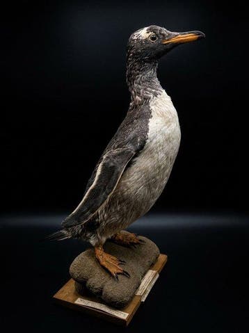 Pingouin Support de corps entier pour taxidermie -, Verzamelen, Nieuw