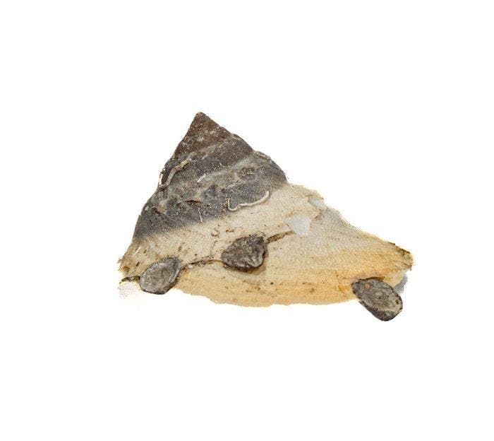 GEEN RESERVE - Zeldzame Xenophora (Carrier Shell) -, Collections, Collections Animaux