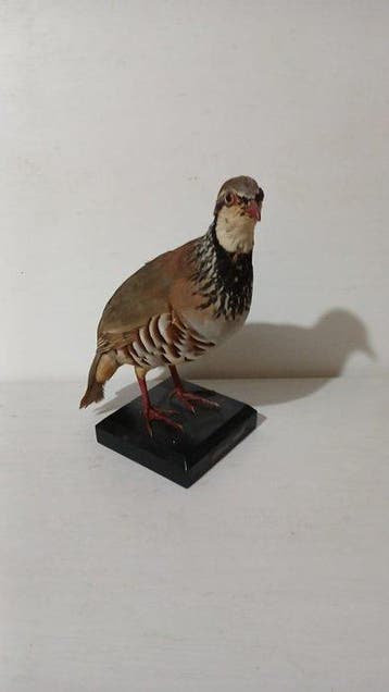 rode patrijs Taxidermie volledige montage - Alectoris rufa -, Verzamelen, Nieuw