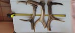 Hert Hoorns - Cervus elaphus - 33 cm - 4 cm - 4 cm - (3)