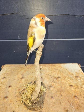 Super mooie nieuw opgezette major pastel putter met groot