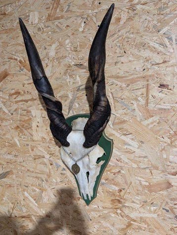 Eland Taxidermie wandmontage - Taurotrragus oryx - 90 cm -, Nieuw