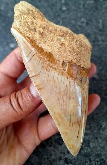 Megalodon - Fossiele tand - 12.5 cm - 9.5 cm