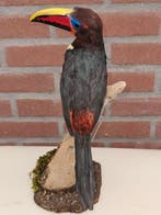 Bruinoor Arassari Taxidermie volledige montage -