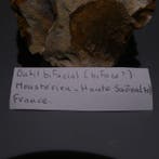 Neolithisch Grote vuursteen. 14,5 cm lang. Mes - 5000 v.Chr., Collections, Minéraux & Fossiles