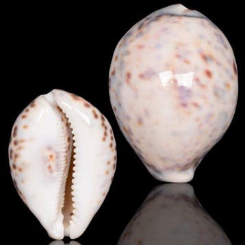 Verzamelschelp - Speciale kleurstelling Zeeschelp - Cypraea