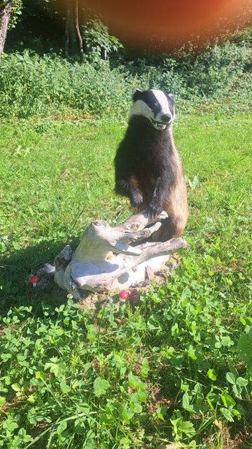 Das Taxidermie volledige montage - Dachs Bagder Full body, Collections, Collections Animaux