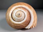 Tonna Shell Coquillage marin - Tonna dolium (Sans prix de, Nieuw