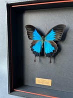Vlinder Taxidermie volledige montage - Papilio ulysses - 26, Verzamelen, Nieuw