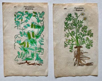 Leonhart Fuchs - Primi de stirpium historia commentariorum