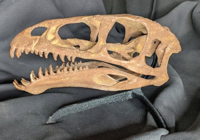 Fossiele schedel - Masiakasaurus knopfleri - Museum-Grade, Verzamelen, Mineralen en Fossielen
