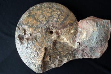 Uitzonderlijke ammoniet - Gefossiliseerd dier - Phylloceras, Verzamelen