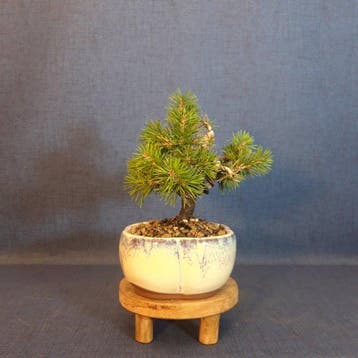 Bonsaï Pin (Pinus) - Hauteur (arbre) : 17 cm - Profondeur