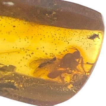 Echt Baltisch barnsteenfragment met insecteninsluitingen -