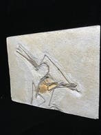 nep - Gereconstrueerd skelet - Rhamphorhynchus Sp. - 24 cm -