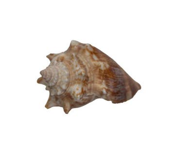 Karibische vechtschelp: Strombus pugilis (65 mm) – Exquisiet, Nieuw